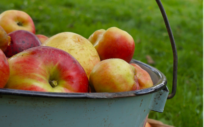 Eating with the Seasons