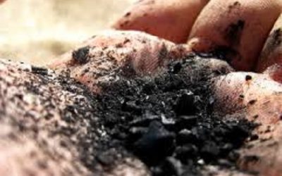 Activated Charcoal: the stomach bug exterminator