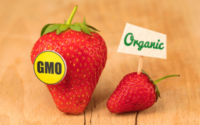 7 Must-Know Facts about GMOs
