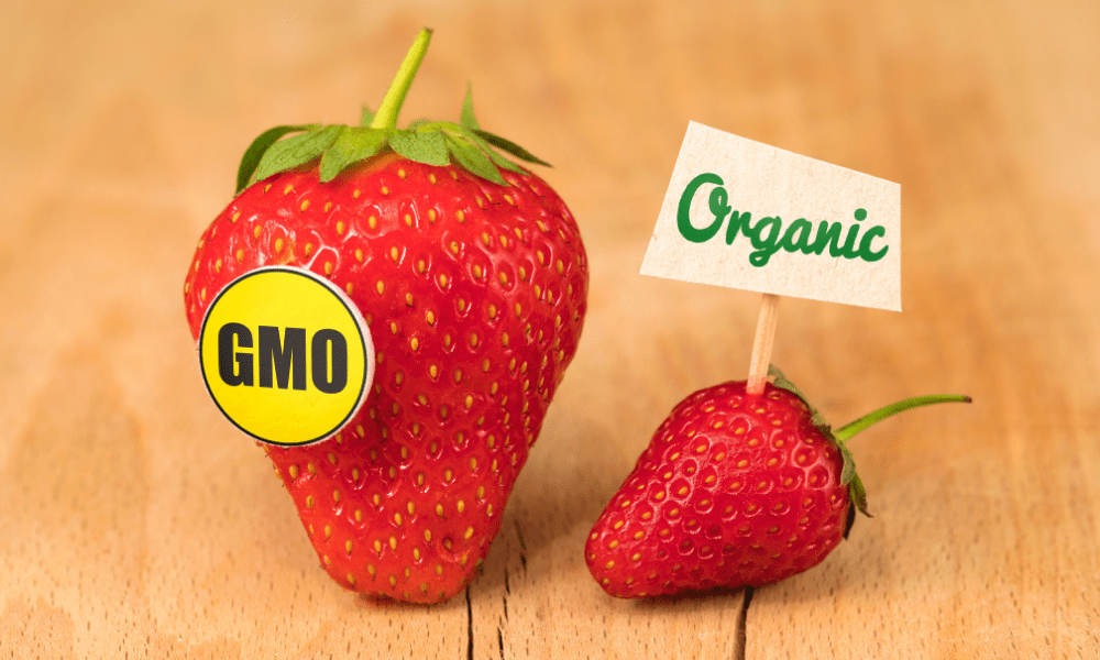 GMO's Explained