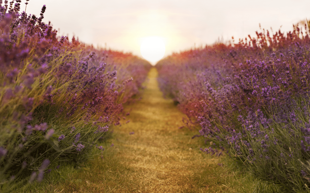 New ADHD Training – The Path to Natural Symptom Reduction